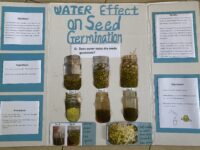 Water effect on bean germination